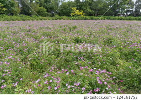 Hana Garden / A landscape of spreading milk vetch fields / Hiratsuka City, Kanagawa Prefecture, April Hana Garden / A landscape of spreading milk vetch fields / Hiratsuka City, Kanagawa Prefecture, April 124361752