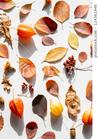 Autumnal Foliage Collection. Variety Natural Elements Arranged On White. Autumnal Foliage Collection. Variety Natural Elements Arranged On White. 124361946