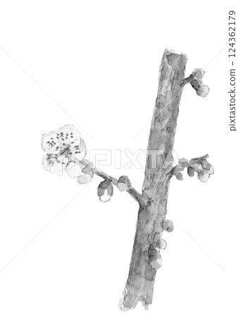 White plum branch drawn with watercolor in ink painting style Monotone illustration [hand-drawn] White background Transparent background 124362179
