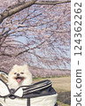Cherry blossoms and Pomeranian_004 124362262