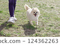 Pomeranian Walking_001 124362263