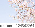 Angyo winter cherry blossoms and blue sky_001 124362264