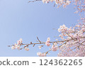 Angyo winter cherry blossoms and blue sky_002 124362265