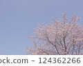 Angyo winter cherry blossoms and blue sky_003 124362266