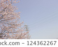 Angyo winter cherry blossoms and blue sky_004 124362267