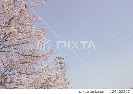 安行冬櫻花與藍天_004 124362267