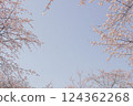Angyo winter cherry blossoms and blue sky_005 124362268