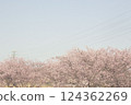 Angyo winter cherry blossoms and blue sky_006 124362269