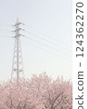 Angyo winter cherry blossoms and blue sky_007 124362270