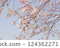 Angyo winter cherry blossoms and blue sky_008 124362271