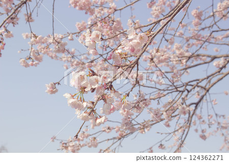 Angyo winter cherry blossoms and blue sky_008 Angyo winter cherry blossoms and blue sky_008 124362271