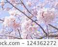 Close-up of Angyo Winter Cherry Blossoms_001 124362272