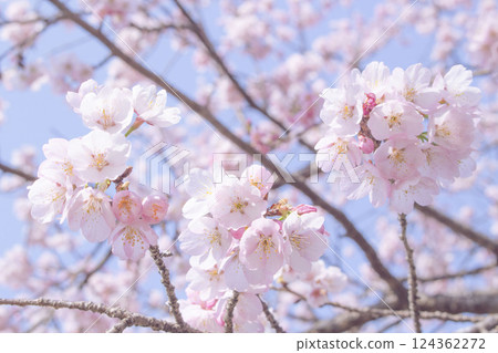 Close-up of Angyo Winter Cherry Blossoms_001 Close-up of Angyo Winter Cherry Blossoms_001 124362272