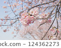Close-up of Angyo Winter Cherry Blossoms_002 124362273