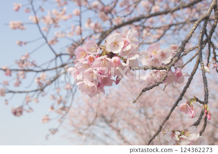 Close-up of Angyo Winter Cherry Blossoms_002 Close-up of Angyo Winter Cherry Blossoms_002 124362273
