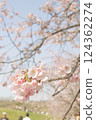 Cherry blossom 124362274