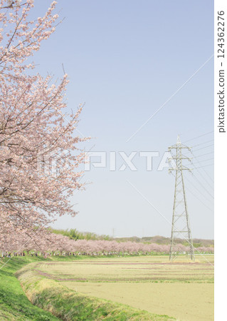 北淺羽櫻堤公園的櫻花樹_001 124362276