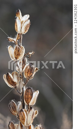 Lilies in the forest in early spring 124362301