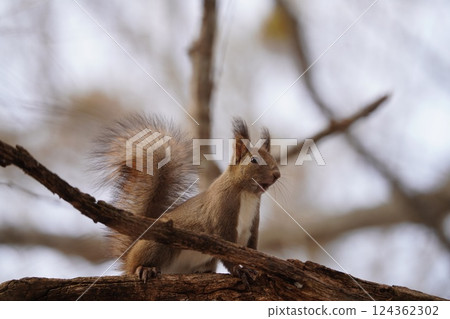 Ezoris of early spring forest Ezoris of early spring forest 124362302
