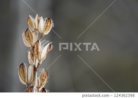 初春森林裡的百合花 初春森林裡的百合花 124362398