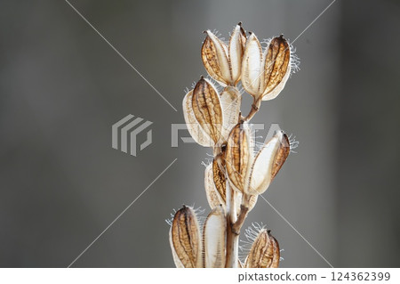 初春森林裡的百合花 初春森林裡的百合花 124362399