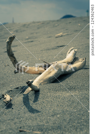 Driftwood Driftwood 124362463