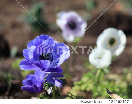 Anemones Anemones 124362507