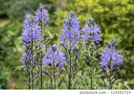 Camassia leichtlinii Caerulea flower in a garden Camassia leichtlinii Caerulea flower in a garden 124362724