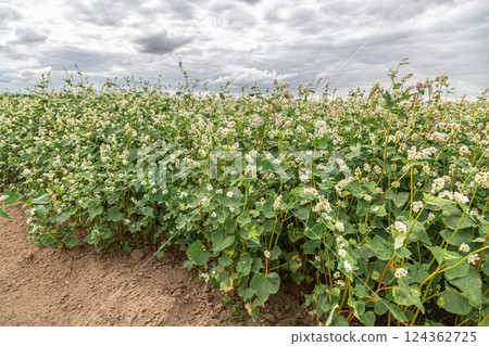 Close up of flowers of buckwheat. Blooming buckwheat field 124362725