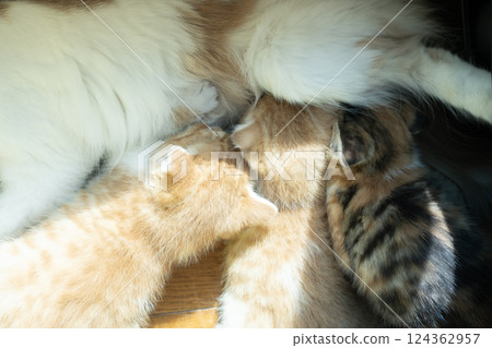 三隻小貓在喝媽媽的奶 124362957