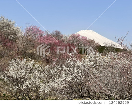 鮮豔的梅花和富士山 124362969