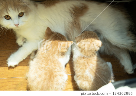 Two kittens drinking mother cat's milk Two kittens drinking mother cat's milk 124362995
