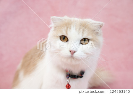 Scottish Fold with pink back and red bell 124363140