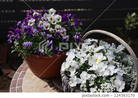 A pot of violas grown from seeds A pot of violas grown from seeds 124363170