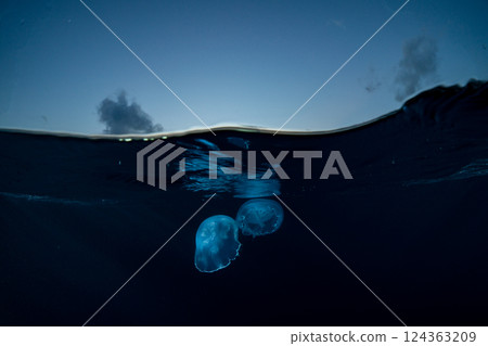 Moon jellyfish, Ogasawara, Tokyo Moon jellyfish, Ogasawara, Tokyo 124363209