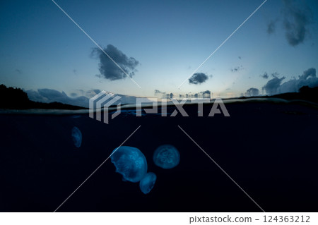 Moon jellyfish, Ogasawara, Tokyo 124363212