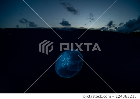 東京小笠原的月亮水母 124363215