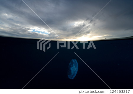 東京小笠原的月亮水母 124363217