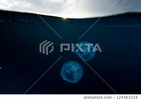 Moon jellyfish, Ogasawara, Tokyo 124363218