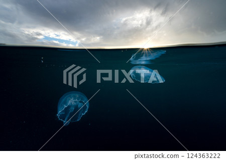 Moon jellyfish, Ogasawara, Tokyo 124363222