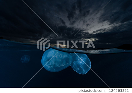 Moon jellyfish, Ogasawara, Tokyo 124363231