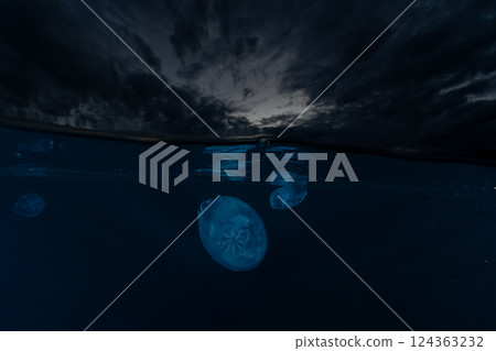 Moon jellyfish, Ogasawara, Tokyo 124363232