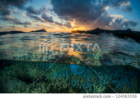 珊瑚枝，小笠原，東京 124363330