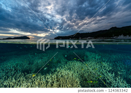 珊瑚枝，小笠原，東京 124363342