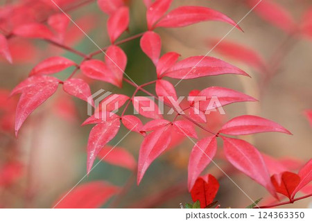 Leaves of autumn leaves Nanten 124363350