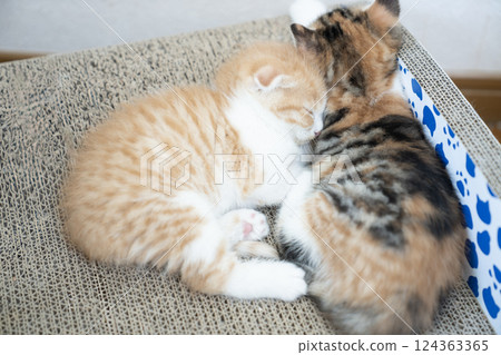 Two Scottish Fold kittens sleeping on a scratching board 124363365