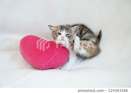 粉紅心和蘇格蘭折耳貓小貓 124363366