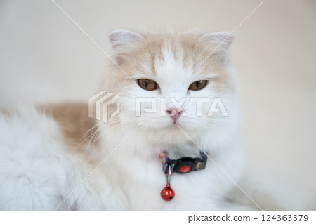 Scottish Fold with red bell 124363379