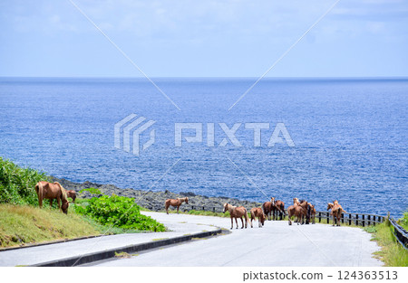 與那國島的濱海公路沿線的與那國馬群 與那國島的濱海公路沿線的與那國馬群 124363513