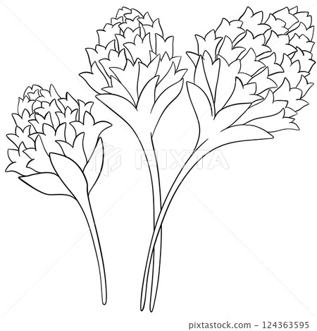 Coloring page Chive blossomss Edible Flowers 124363595